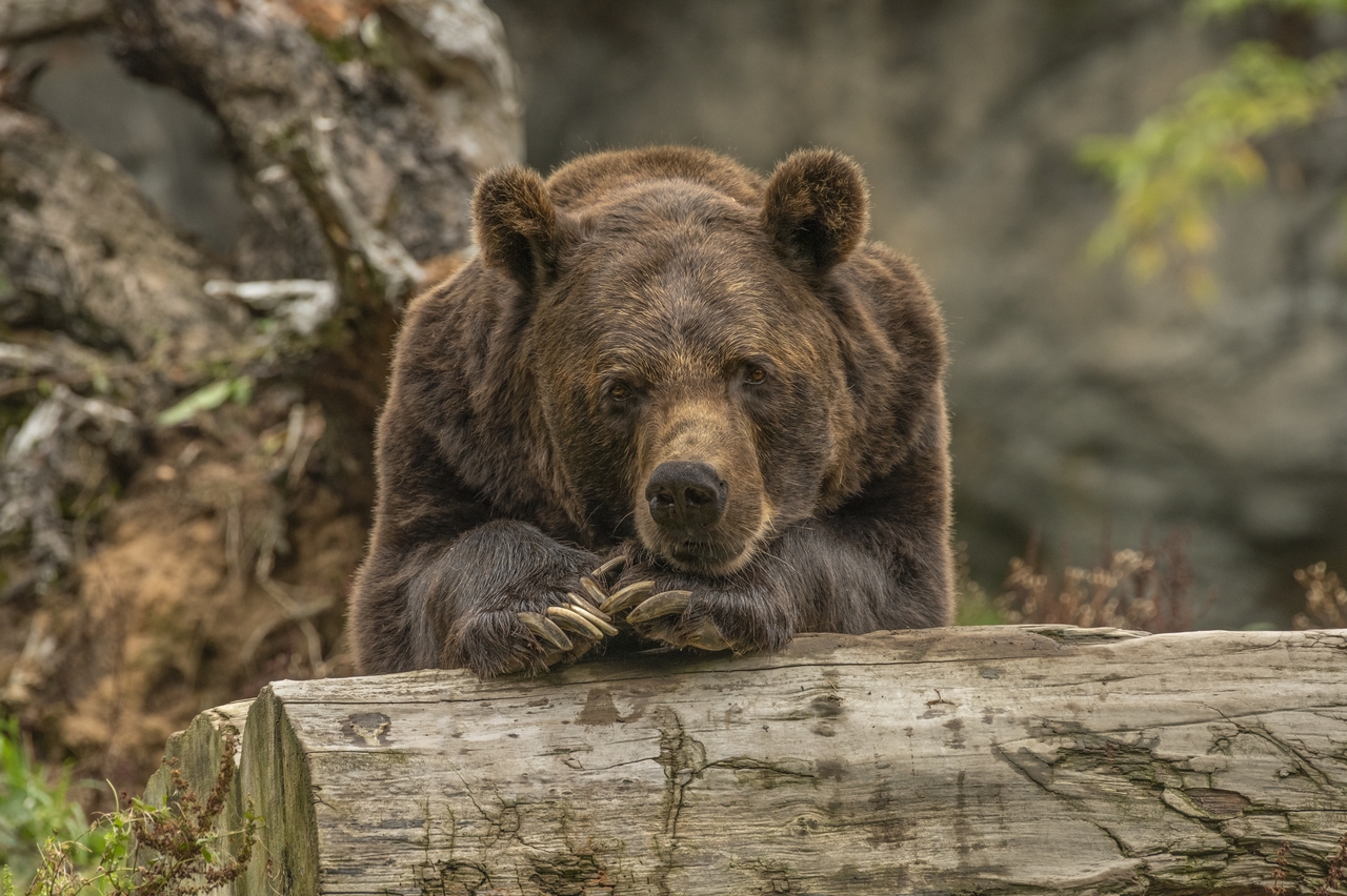 В Крыму женщина покормила медведя и лишилась части пальца