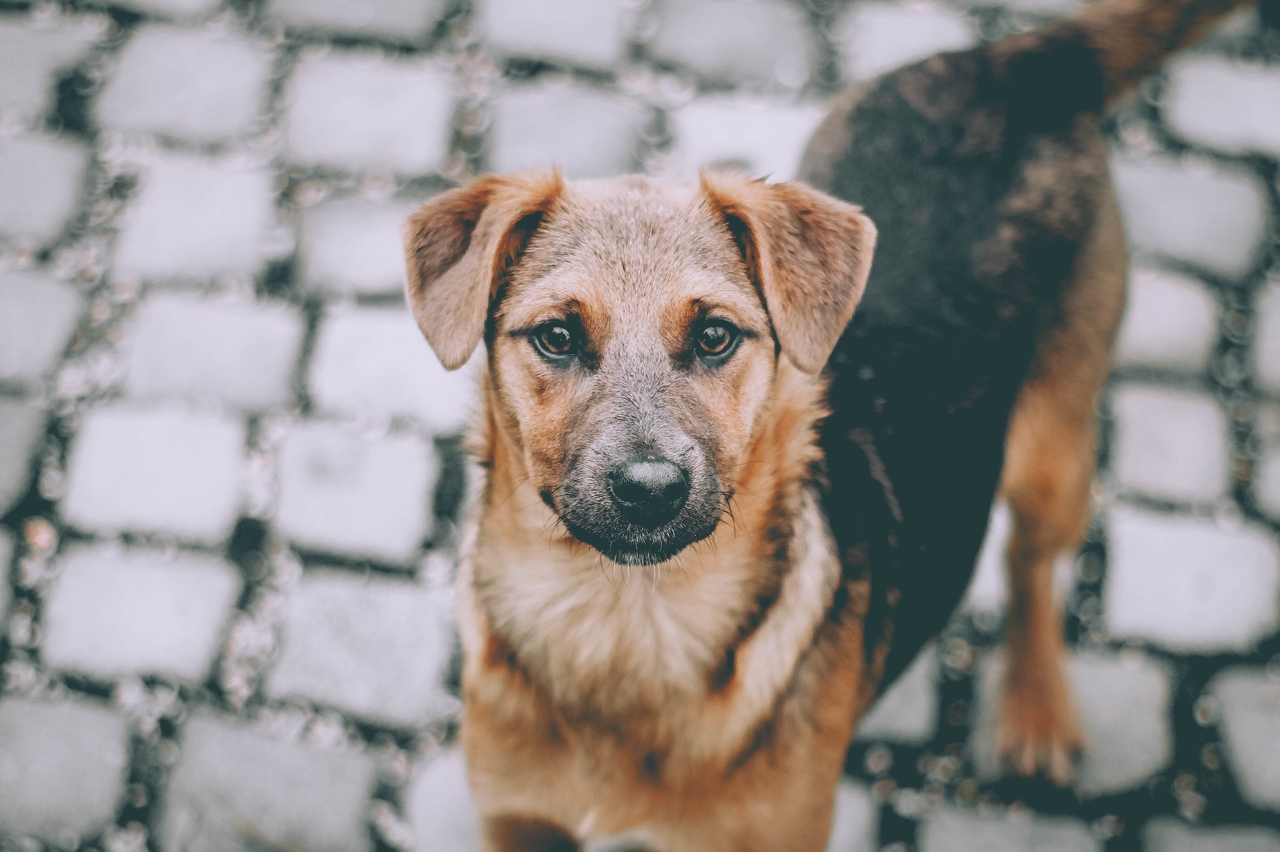 Ученые разработали приложение, способное обнаружить непривитых собак