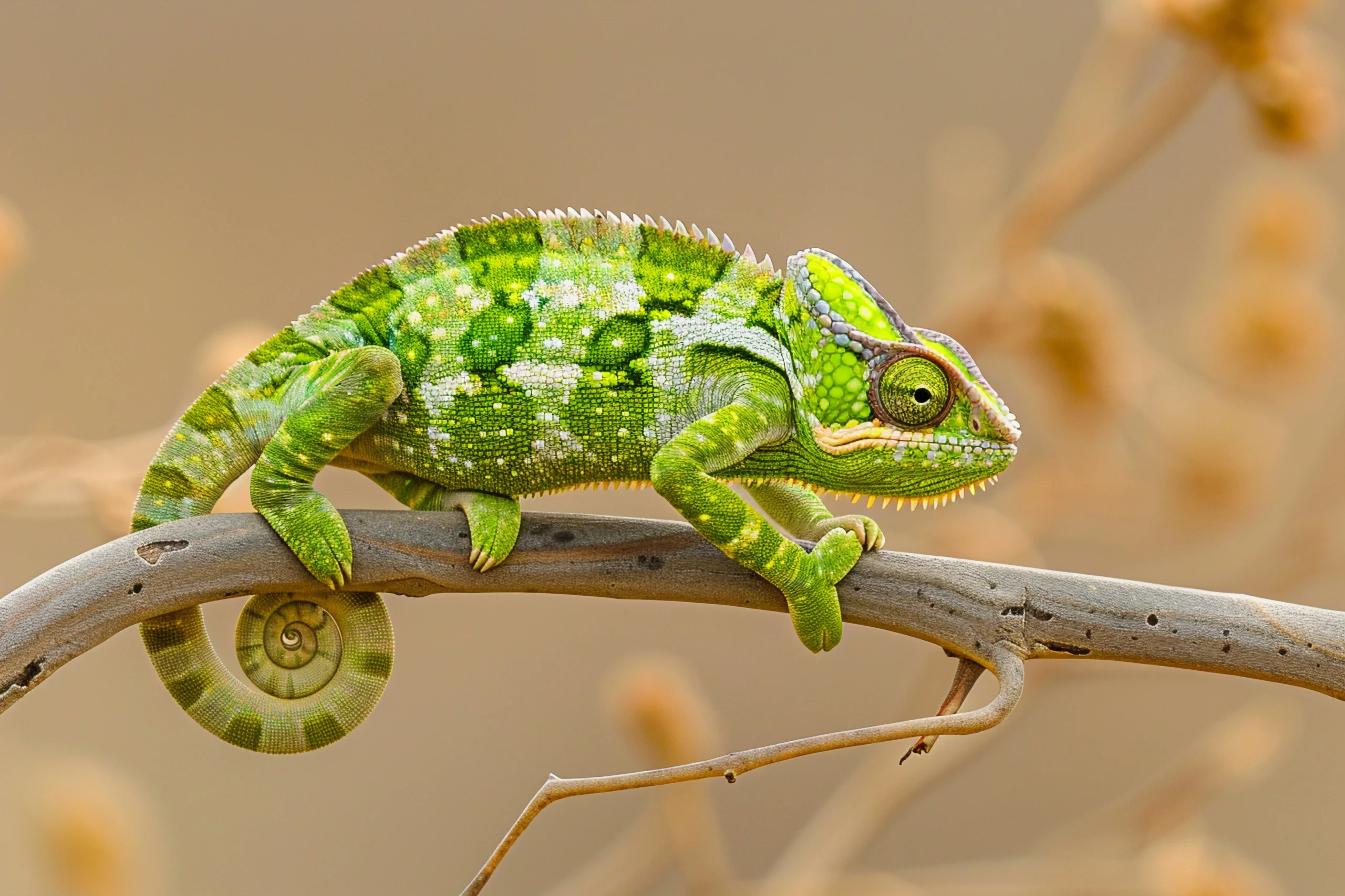 Ученые раскрыли секрет глаз хамелеонов