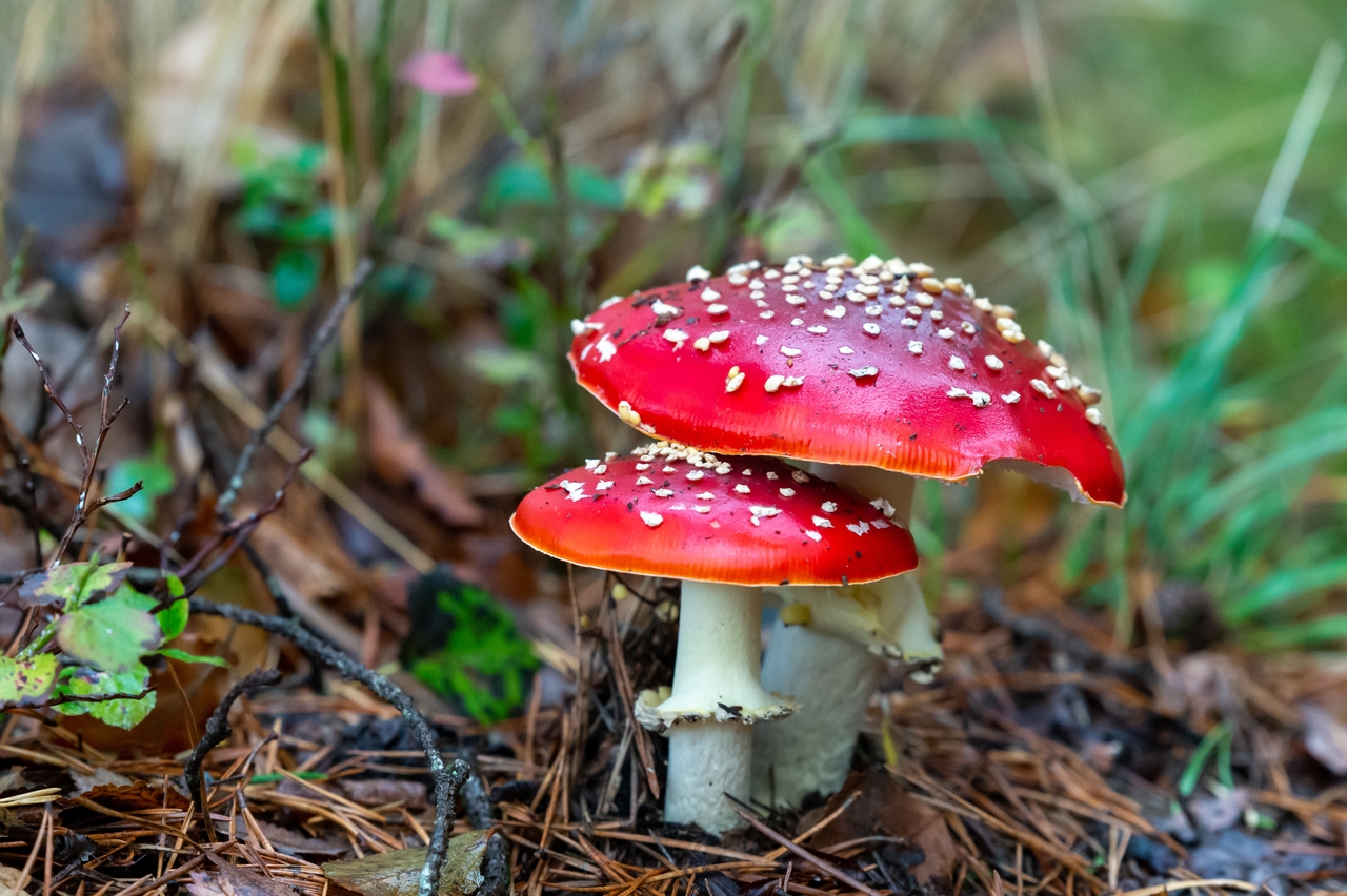 В Ленинградской области подростки массово отравились грибами