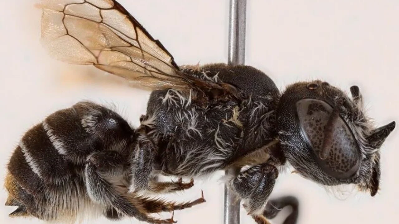 В Австралии найден новый редкий вид пчел с рогами