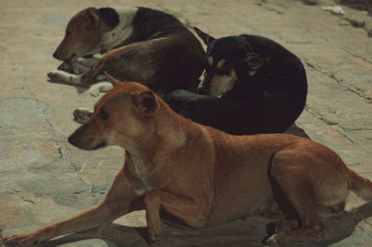 Правительство поддержало законопроект о праве усыплять бездомных собак
