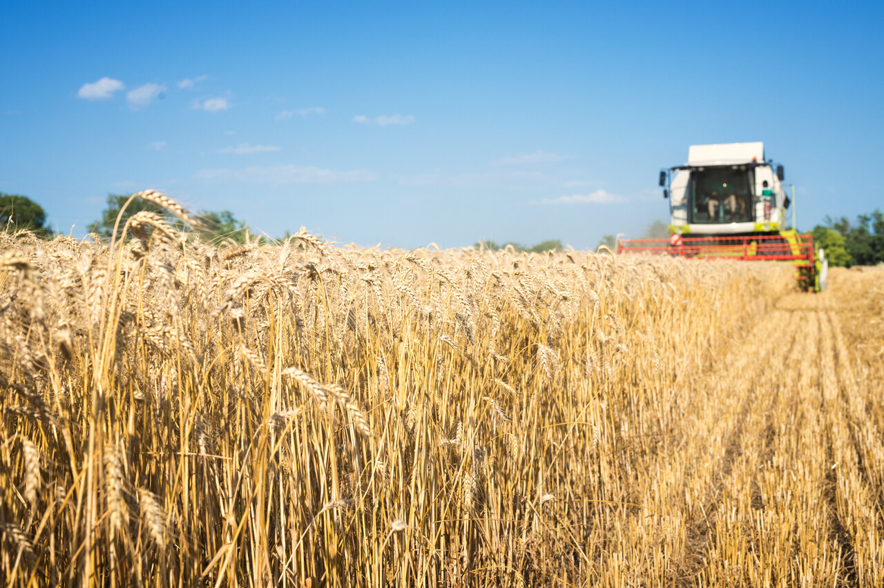 В России ввели запрет на экспорт пшеницы