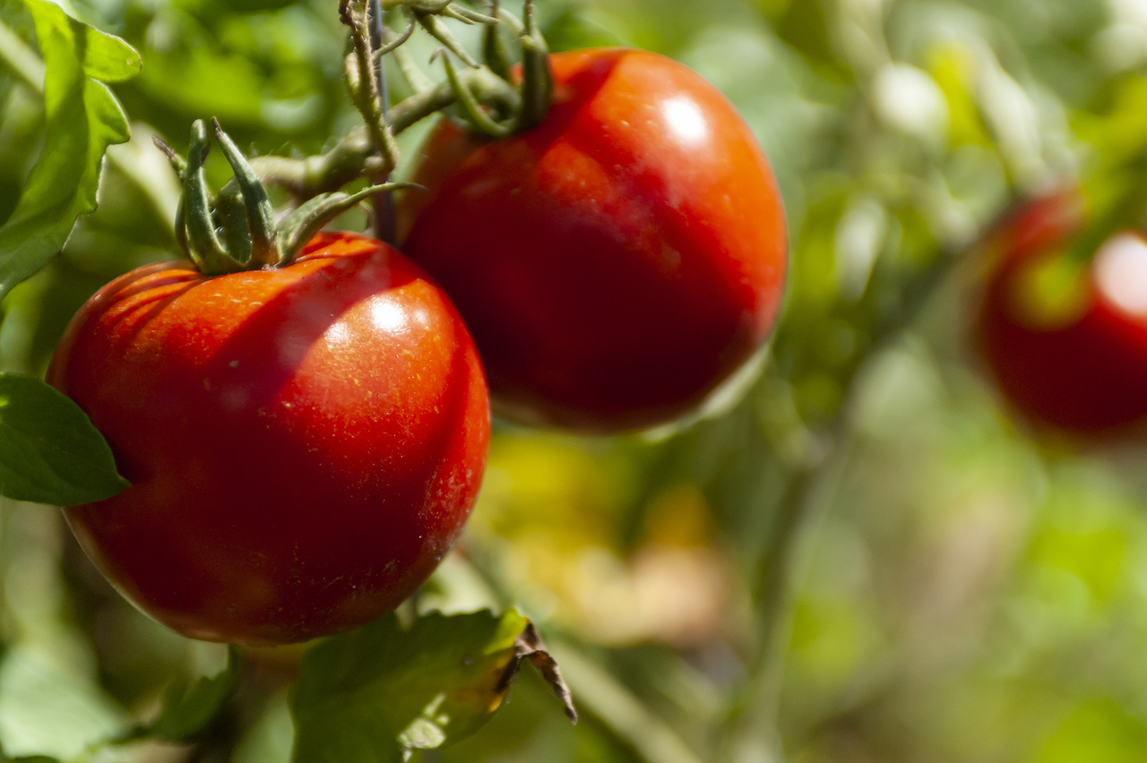 Российским заводам не хватает семян помидоров