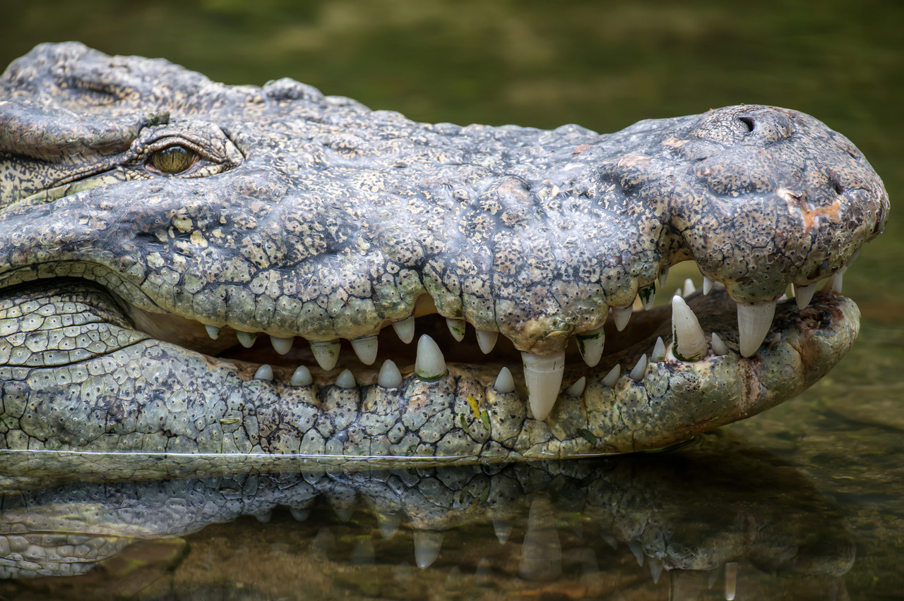 В Индии обнаружили окаменелые останки крокодила, которому около 250 млн лет