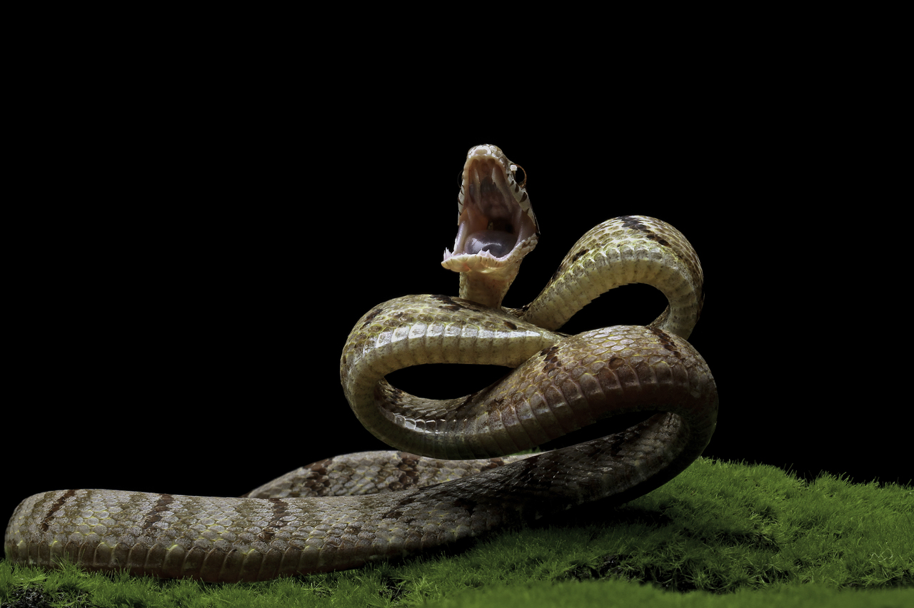 Ученые открыли ранее неизвестный вид ядовитых змей