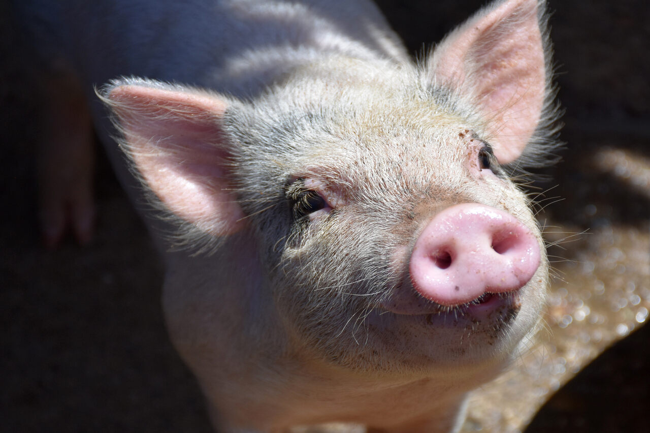 В Челябинской области заподозрили вспышку африканской чумы свиней