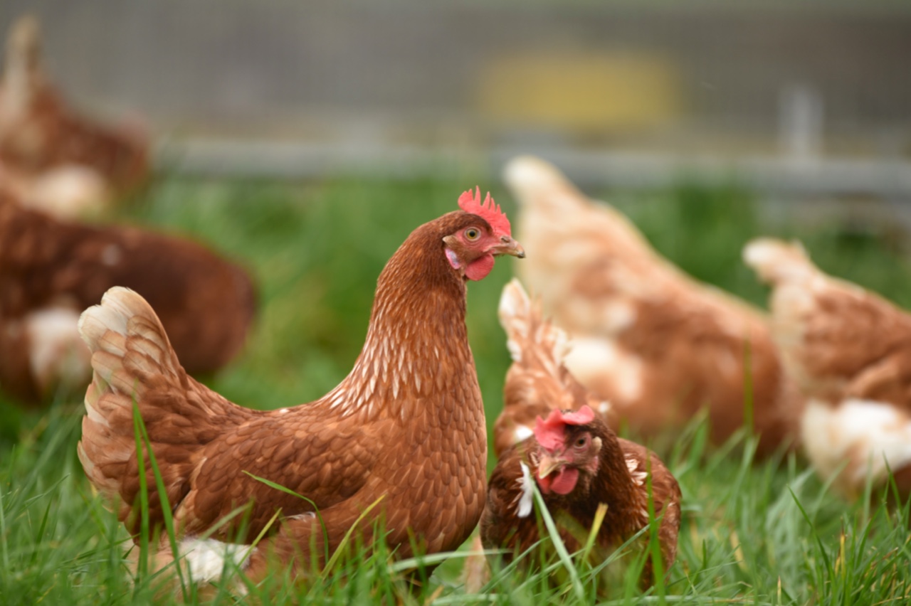 На сахалинской птицефабрике выявили птичий грипп