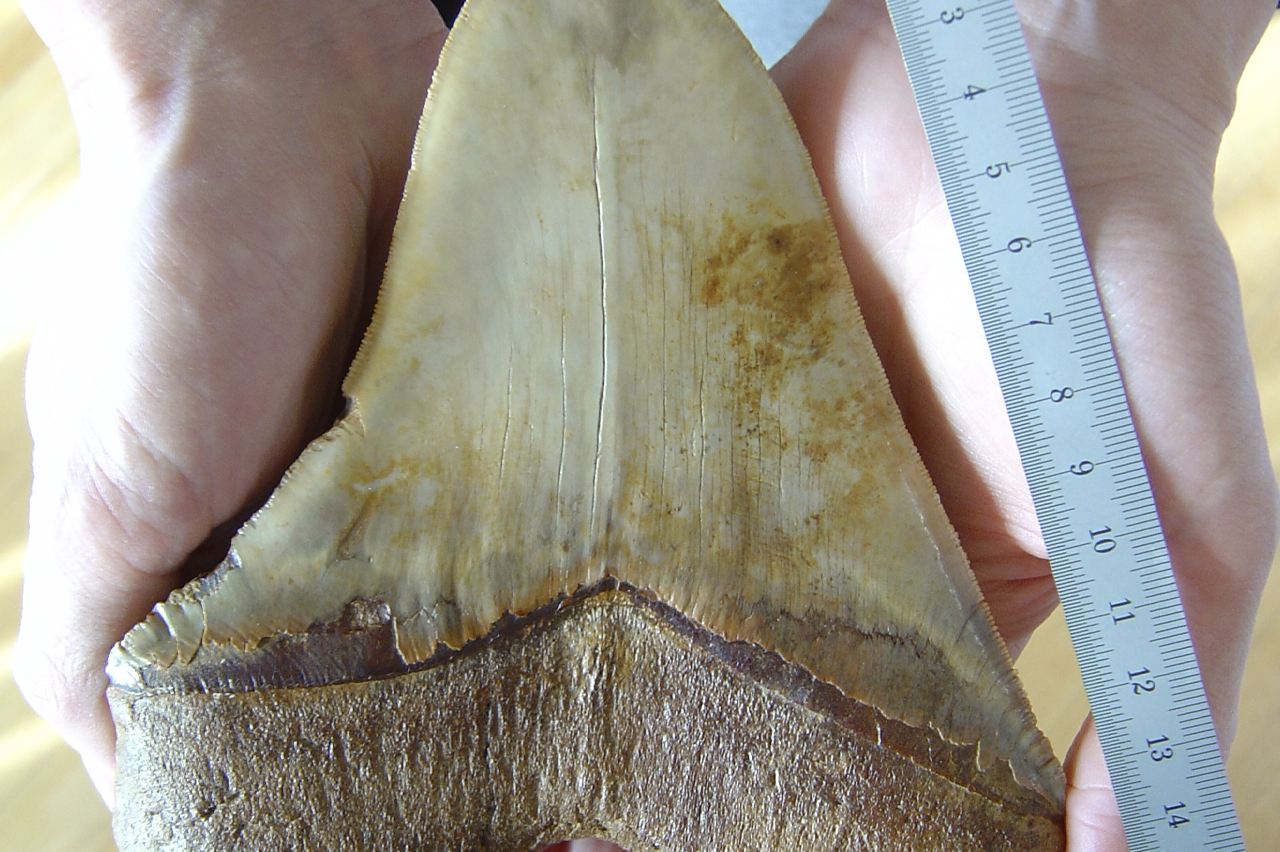 Британская школьница нашла на пляже огромный зуб мегаладона возрастом 20 миллионов лет