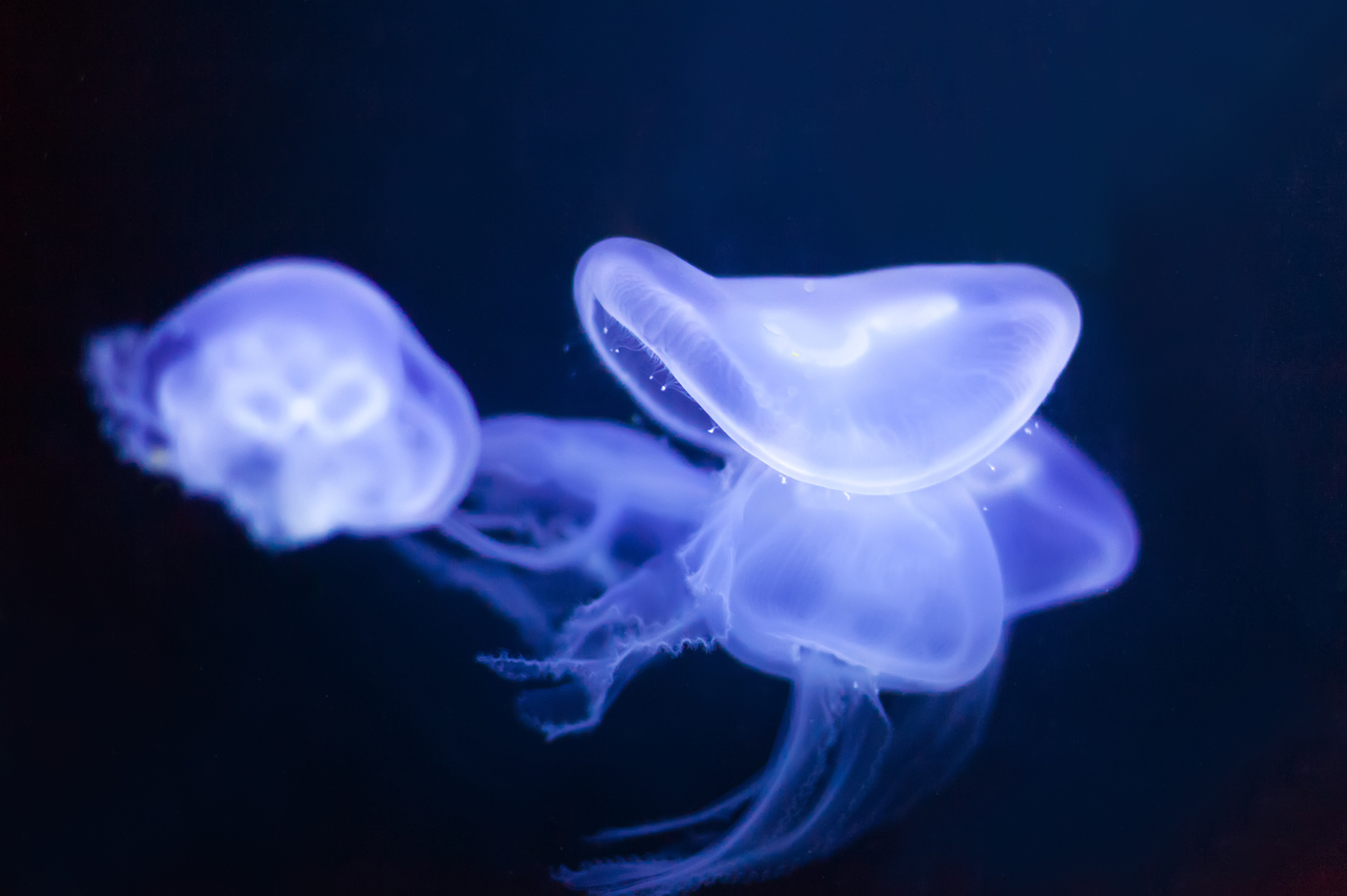 Ученые нашли медузу возрастом 505 млн лет